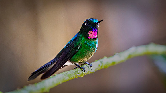 Tourmaline Sunangel