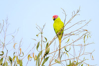 Plum headed Parakit