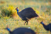 Helmeted Guinea Fowl