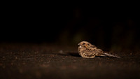 Common Pauraque