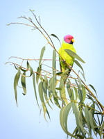 Plum headed Parakit