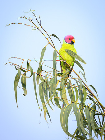 Plum headed Parakit