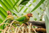 Rose-faced Parrot