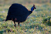 Helmeted Guinea Fowl