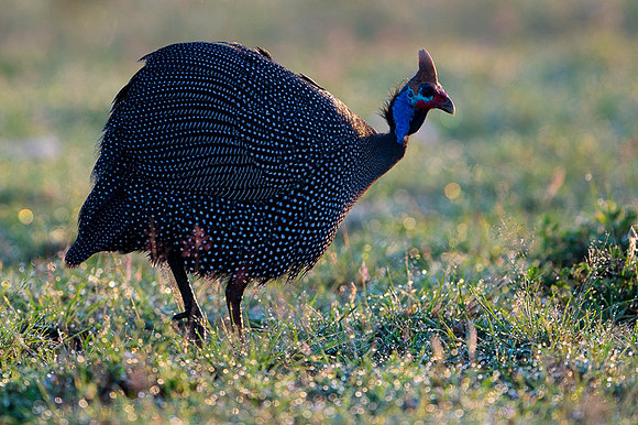 Helmeted Guinea Fowl
