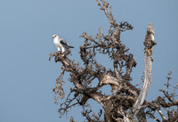 Black-Winged Kite