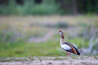 Egiptian goose / Egipcjanka