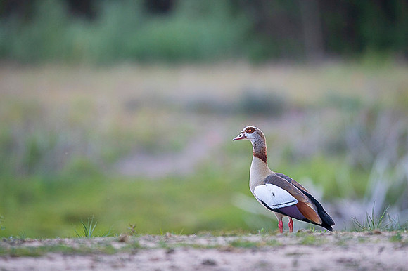 Egiptian goose / Egipcjanka