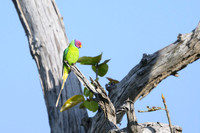 Plum headed Parakit