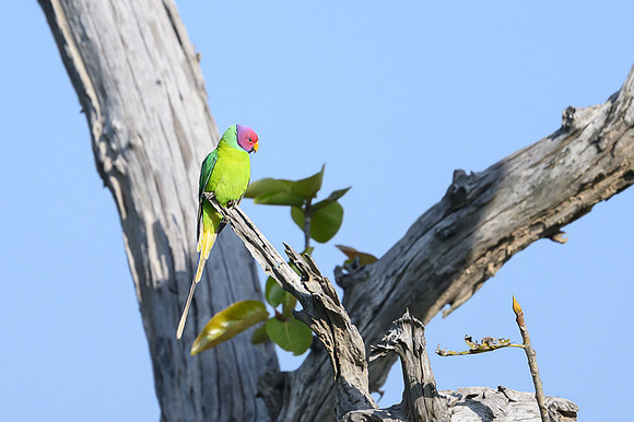 Plum headed Parakit
