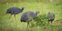 Helmeted Guinea Fowl