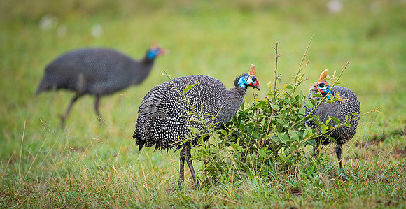 Helmeted Guinea Fowl