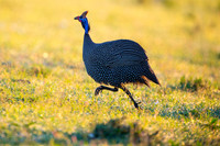 Helmeted Guinea Fowl