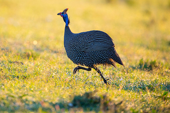 Helmeted Guinea Fowl