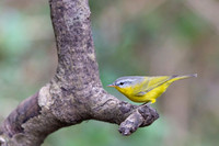 Grey hooded wabler