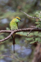 Green Beeter