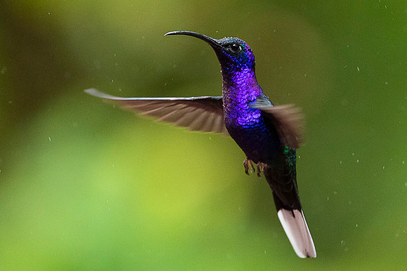 Violet Sabrewing