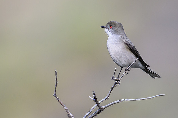 Fire-eyed Doucon