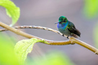 Charming Hummingbird