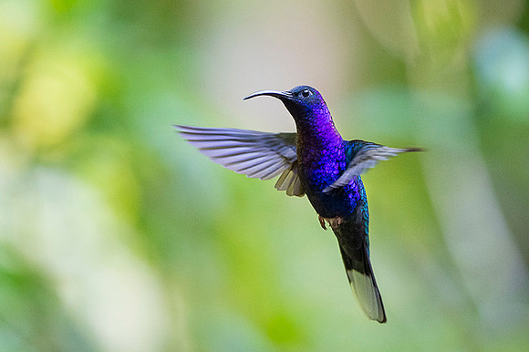 Violet Sabrewing