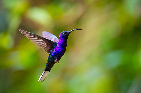 Violet Sabrewing