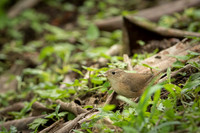 House Wren
