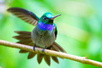 Charming Hummingbird