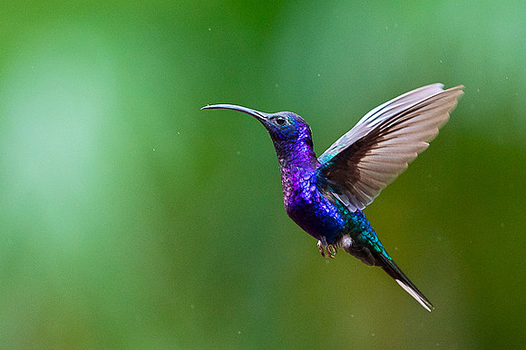 Violet Sabrewing