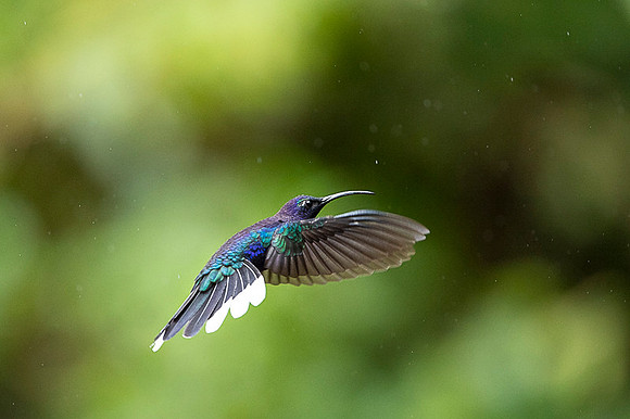 Violet Sabrewing