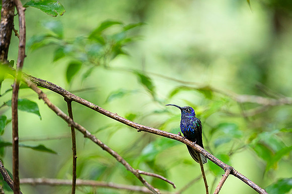Violet Sabrewing