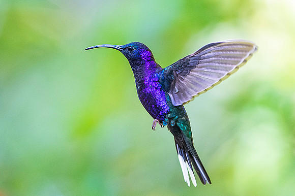 Violet Sabrewing