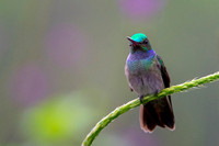 Charming Hummingbird