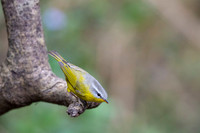Grey hooded wabler