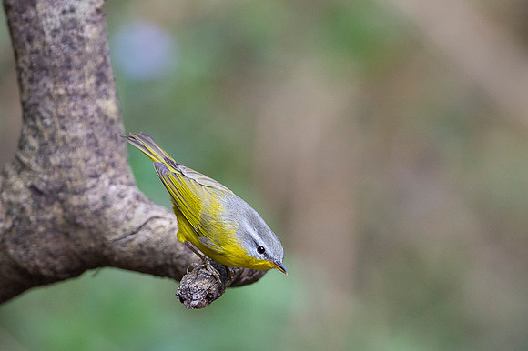 Grey hooded wabler