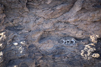 Snow leopard