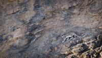Snow leopard