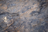 Snow leopard