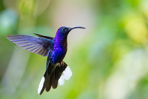 Violet Sabrewing