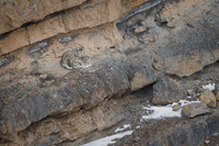 Snow leopard