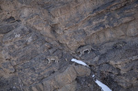 Snow leopard