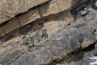 Snow leopard