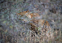 Indian leopard
