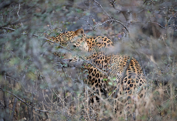 Indian leopard