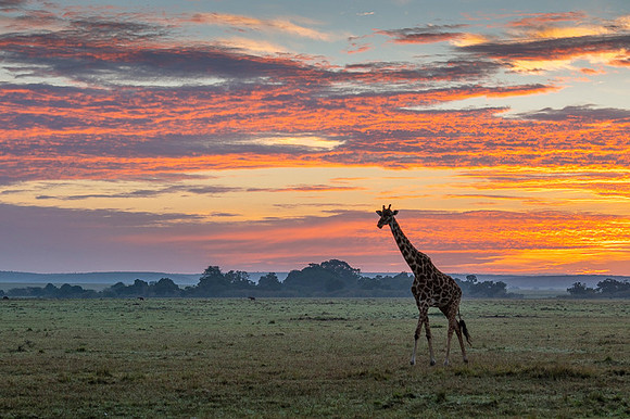 Giraffe