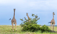 Giraffe