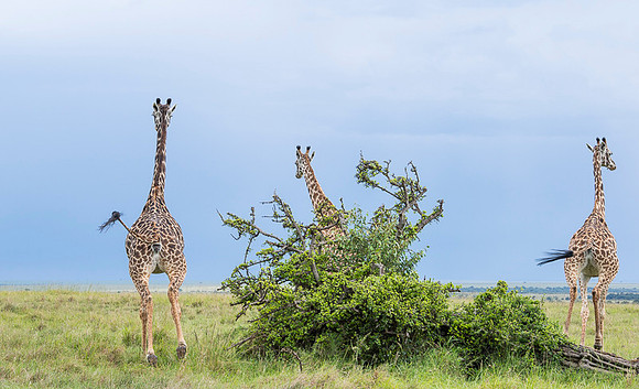Giraffe