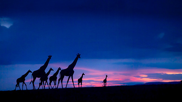 Giraffe