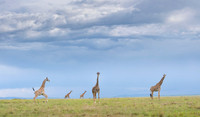 Giraffe