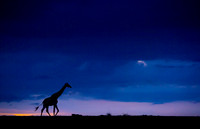 Giraffe
