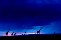 Giraffe